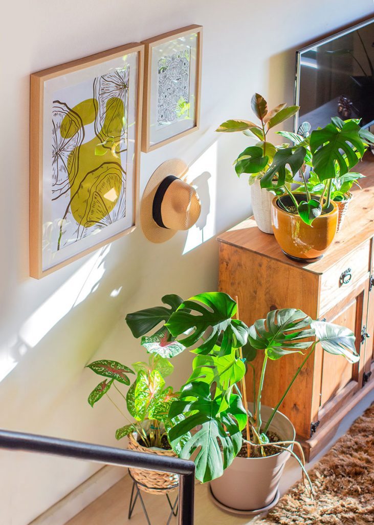 Our Favourite Gold Coast Plant Stores